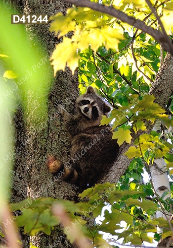 Northern Raccoon (Procyon lotor)